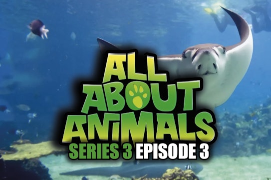 All About Animals - Series 3 - Episode 3