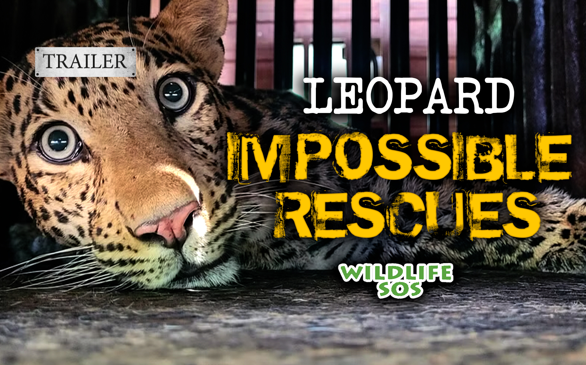 Leopard: Impossible Rescues Trailer 
