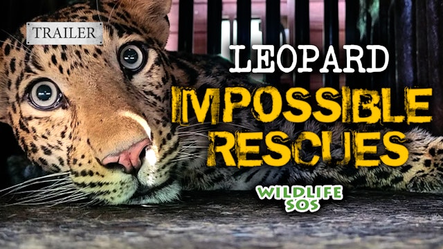 Leopard: Impossible Rescues Trailer 