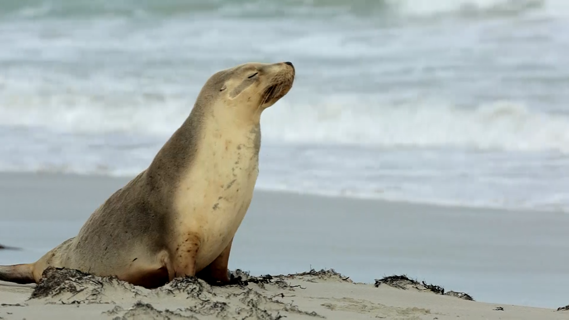 Kangaroo Island - Peggy Rismiller
