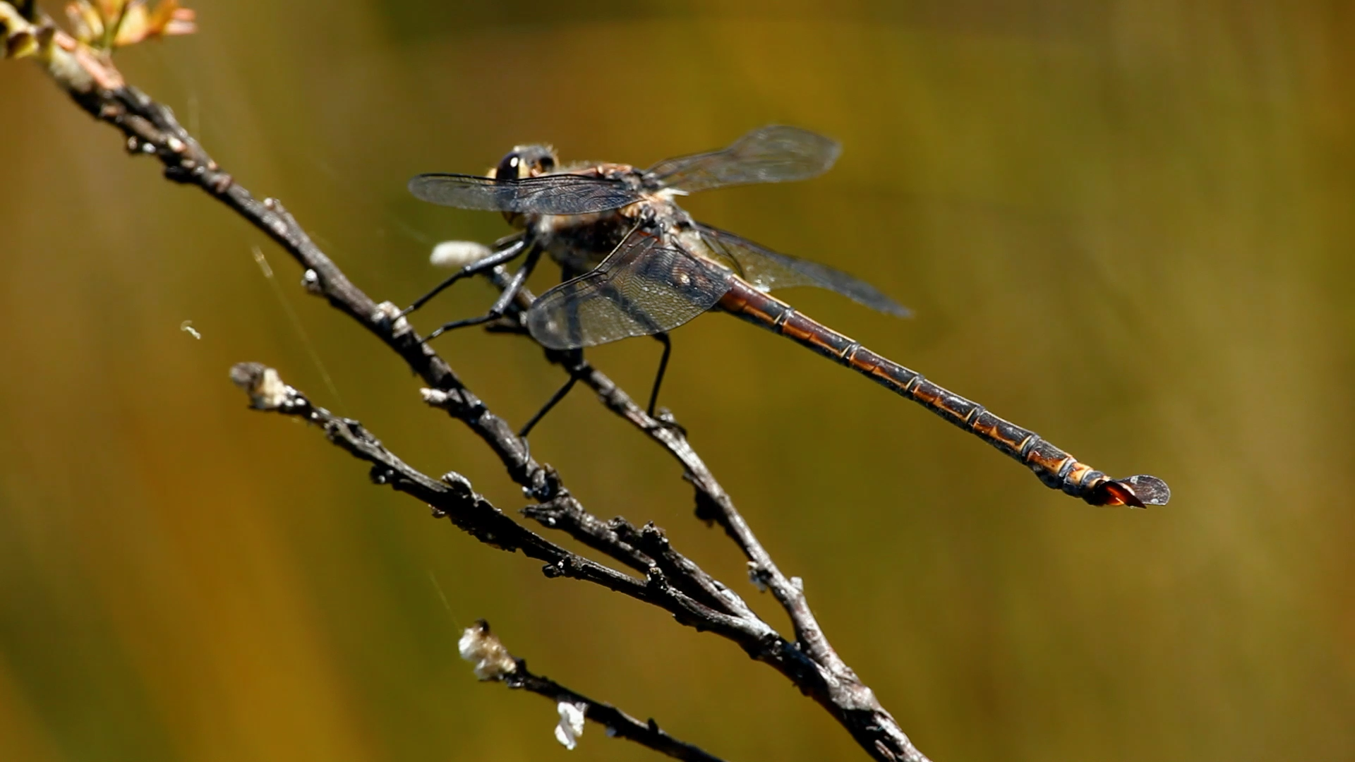 Blue Mountains - Ian Baird