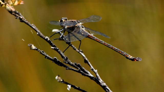 Blue Mountains - Ian Baird