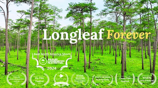 Coming Soon: Longleaf Forever 