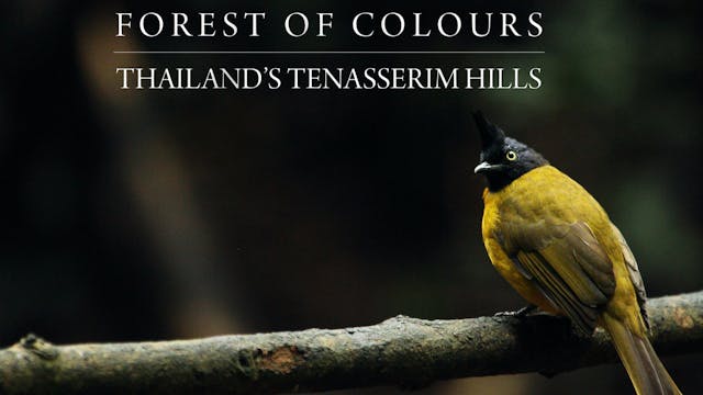 Forest Of Colours WCFF 2025 Teaser
