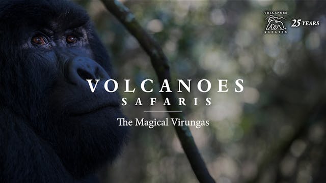 The Magical Virungas
