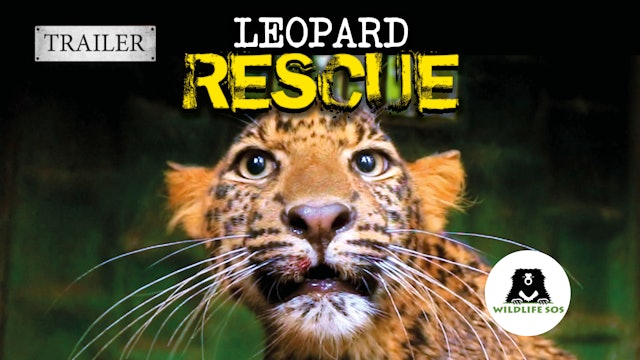 Leopard Rescue Trailer 