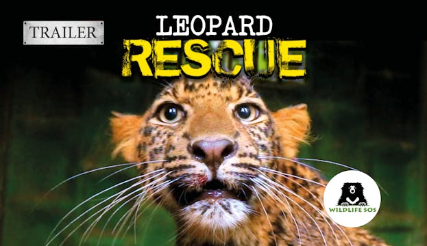 Leopard Rescue Trailer