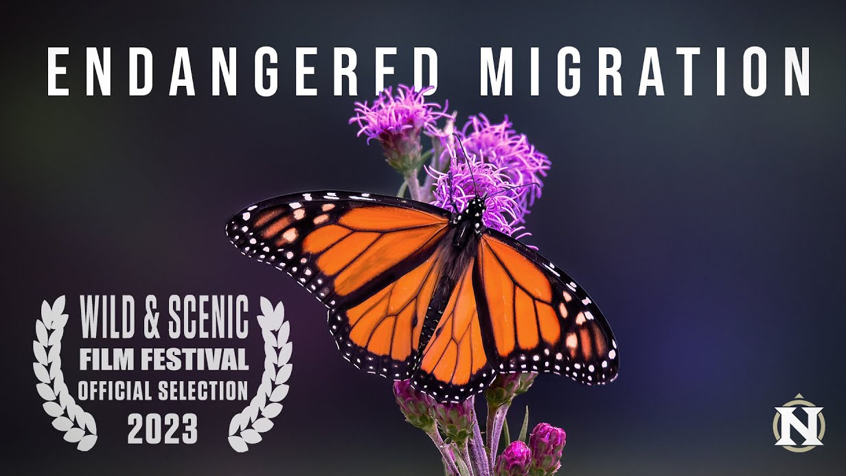 Endangered Migration - The Monarch Butterfly Story