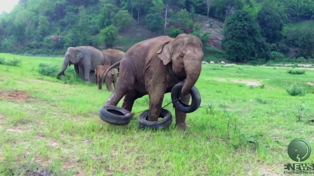Baby Elephant Playing With a Tyre