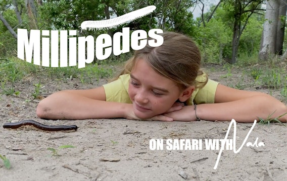 On Safari with Nala - Millipedes