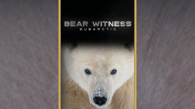 Bear Witness (Trailer)