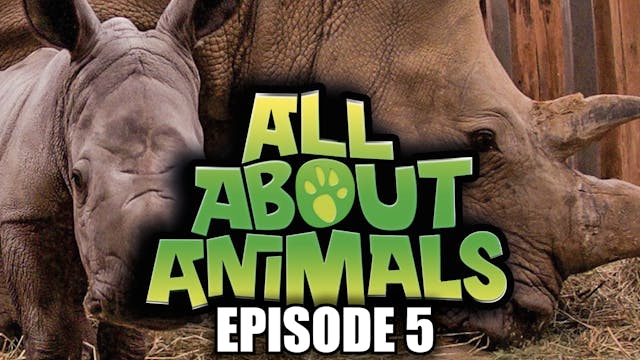 All About Animals - Series 1 - Episode 2 - All About Animals - Series 1 -  Ecoflix | Empowering Change