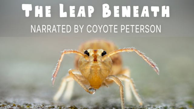 The Leap Beneath WCFF 2025 Teaser