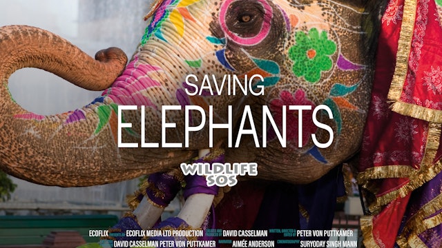Saving Elephants