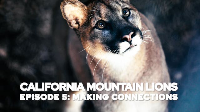 California Mountain Lions Episode 5