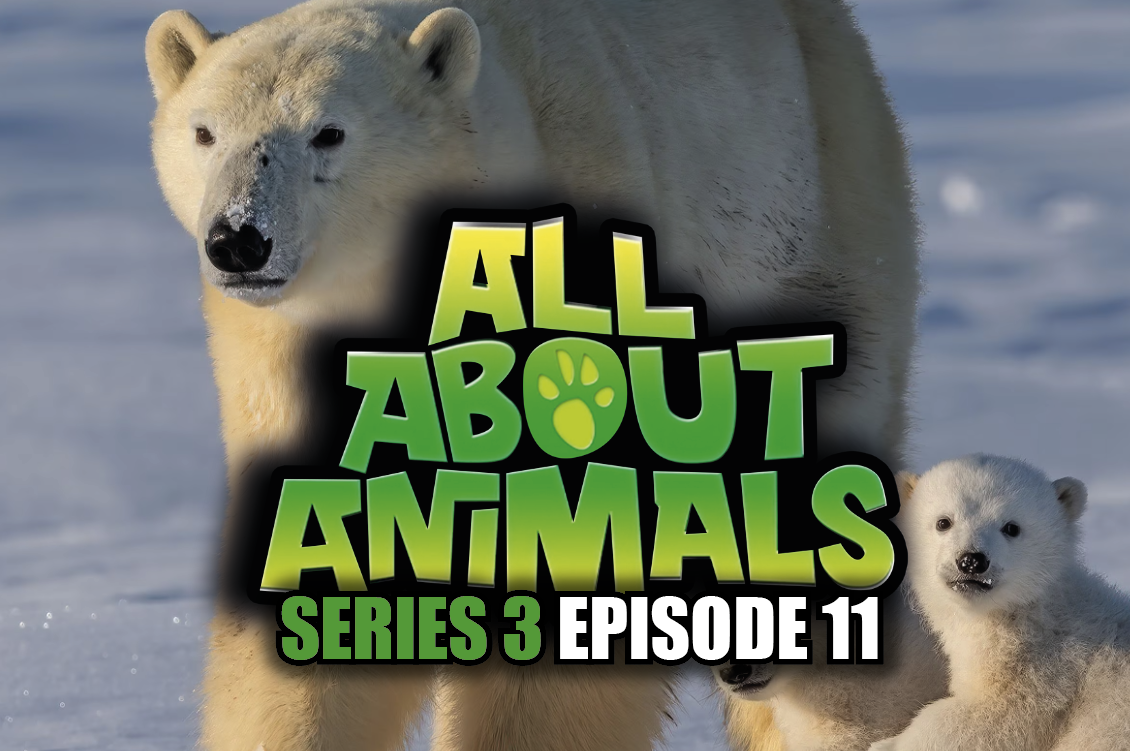 All About Animals - Series 3 - Episode 11