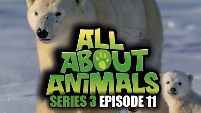 All About Animals - Series 3 - Episode 11
