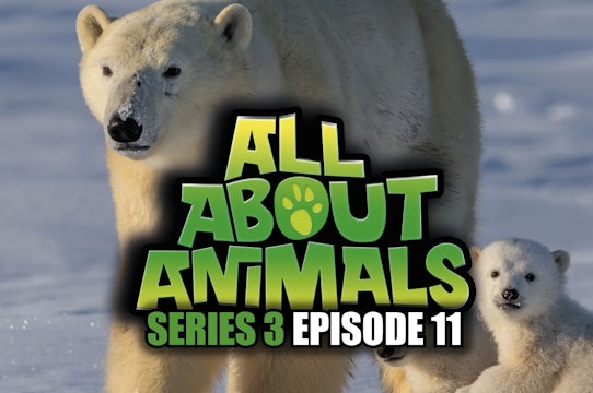 All About Animals - Series 3 - Episode 11