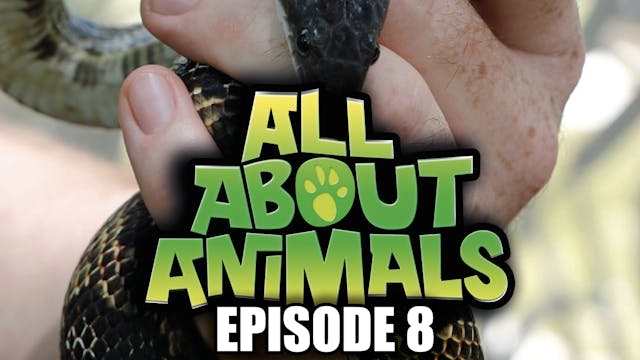 All About Animals - Series 1 - Episode 8