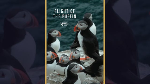 Flight of the Puffin (Trailer)