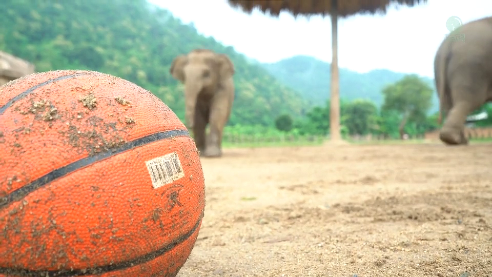 Wan Mai Plays with her Ball 