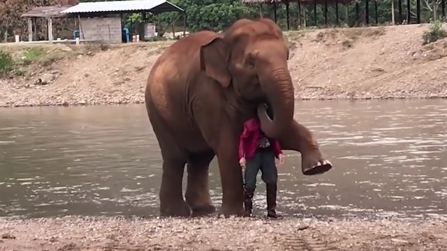 Elephant acts protective over her favourite person