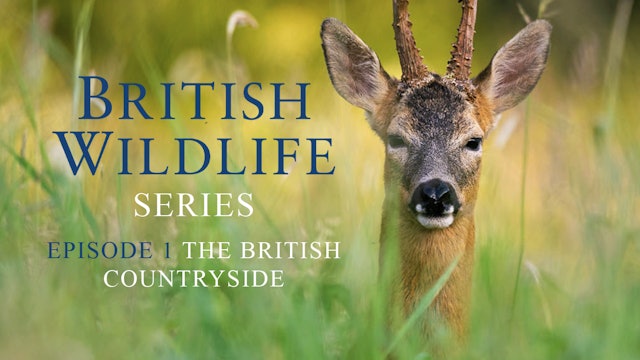 British Wildlife Series -Episode 1- The British Countryside