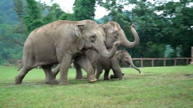 Elephants Run To Great The Newest Res...