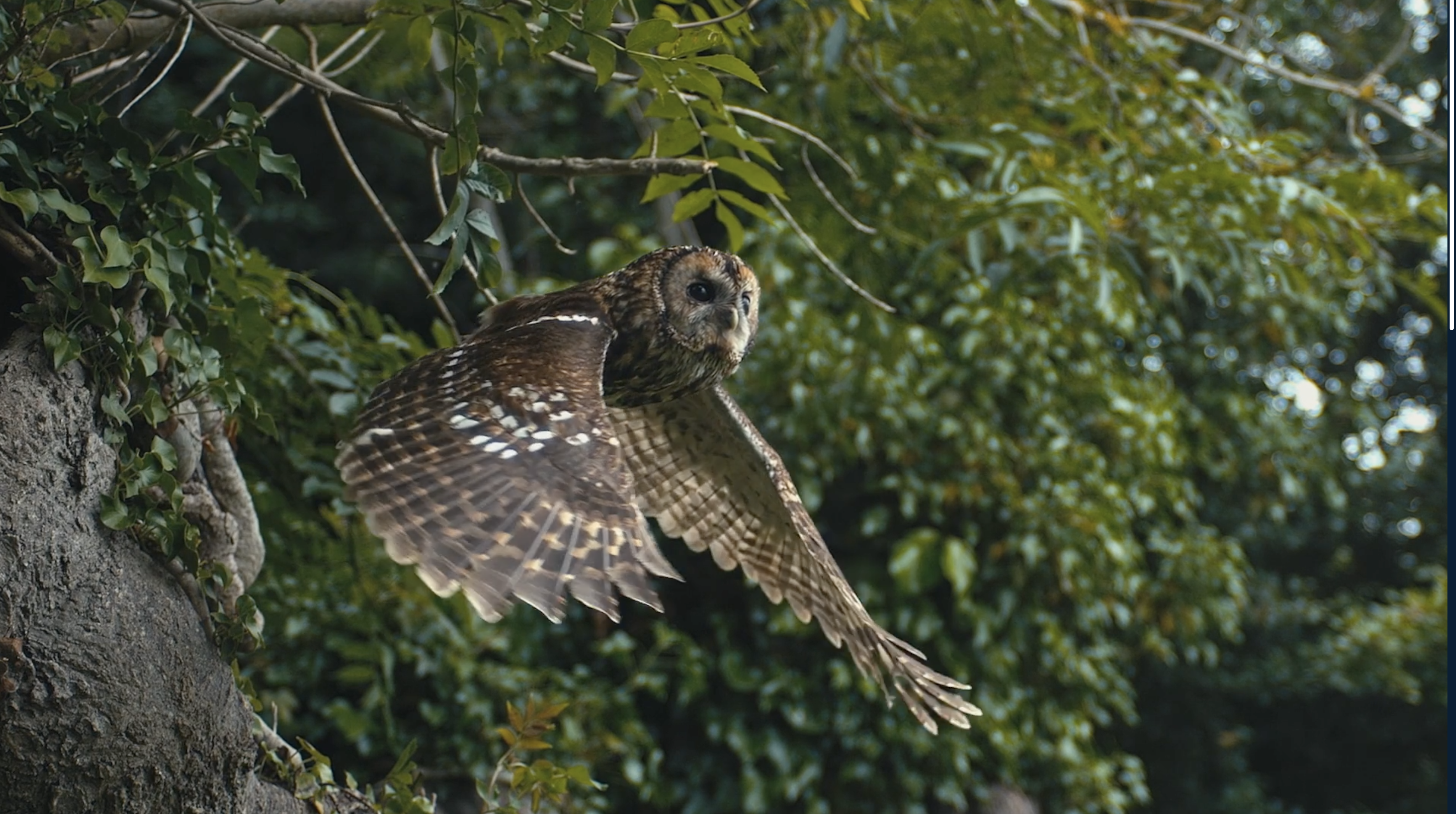 Redesigning Renewables