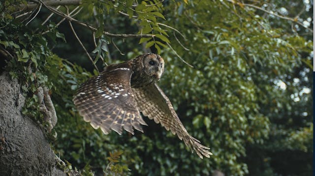 Redesigning Renewables