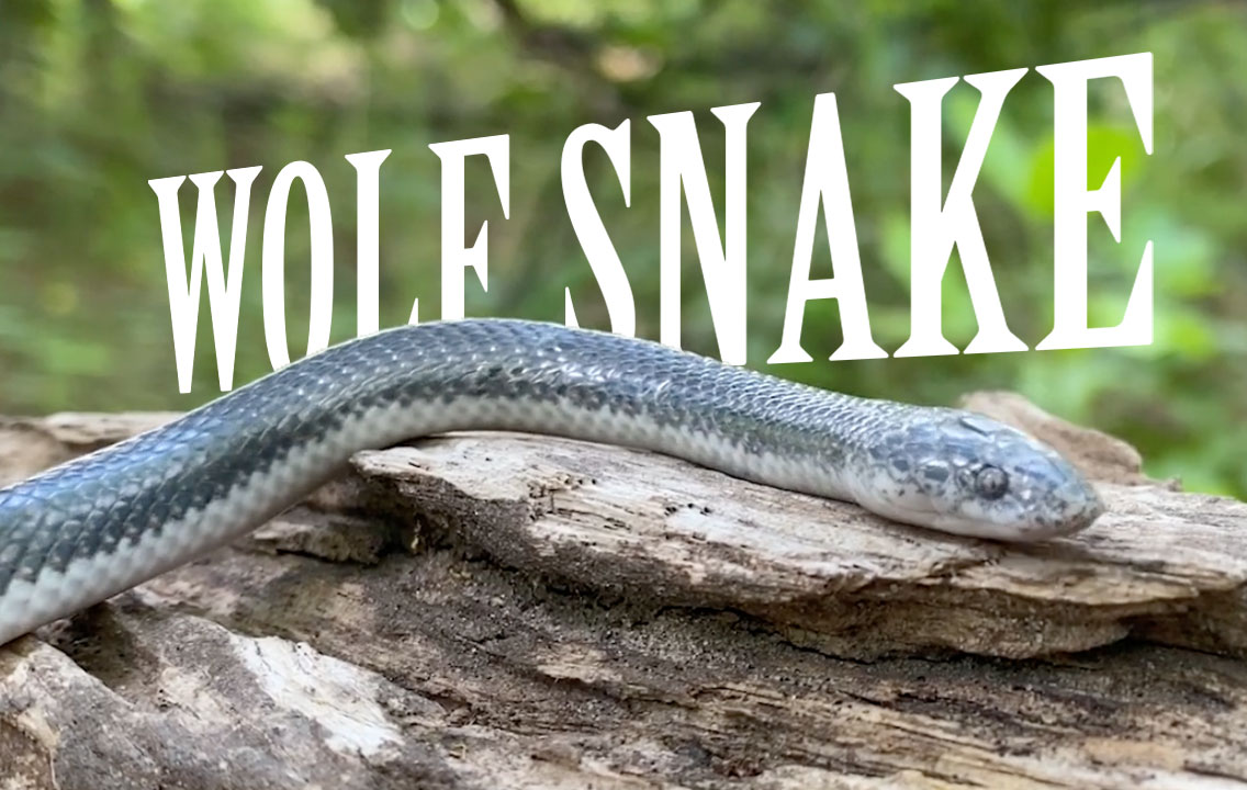 Cape Wolf Snake in the Okavango