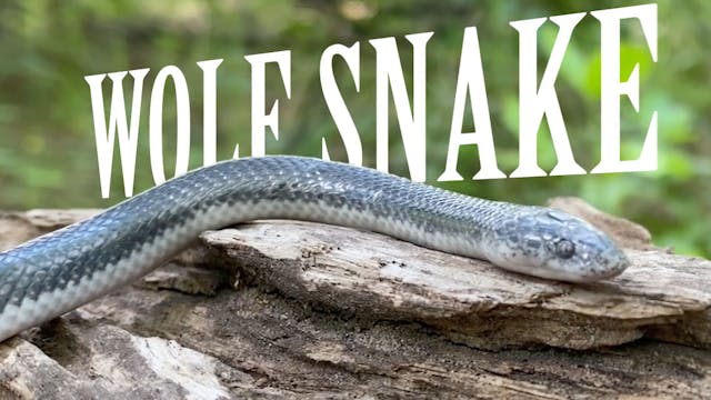 Cape Wolf Snake in the Okavango
