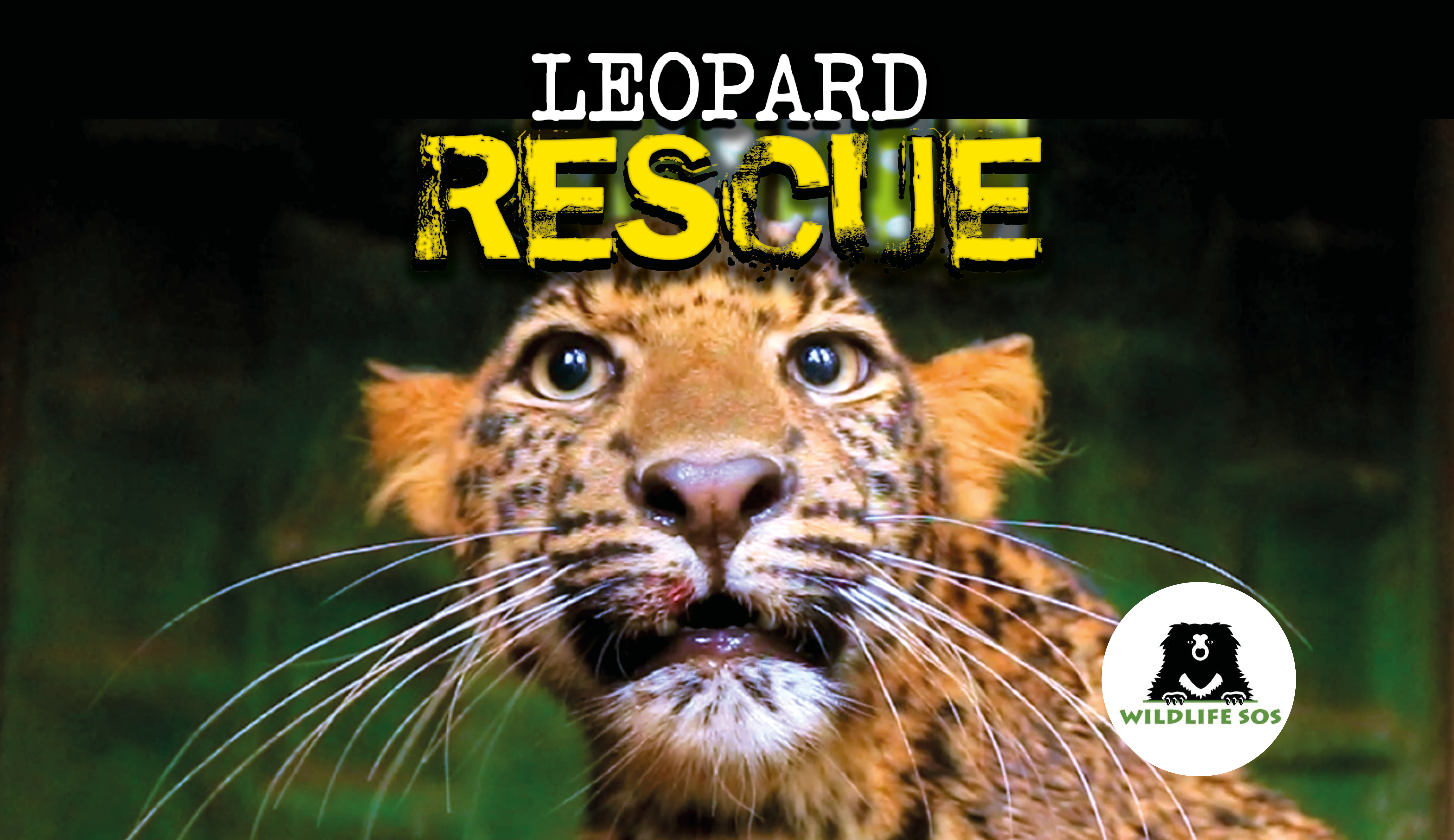 Leopard Rescue