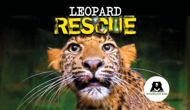 Leopard Rescue