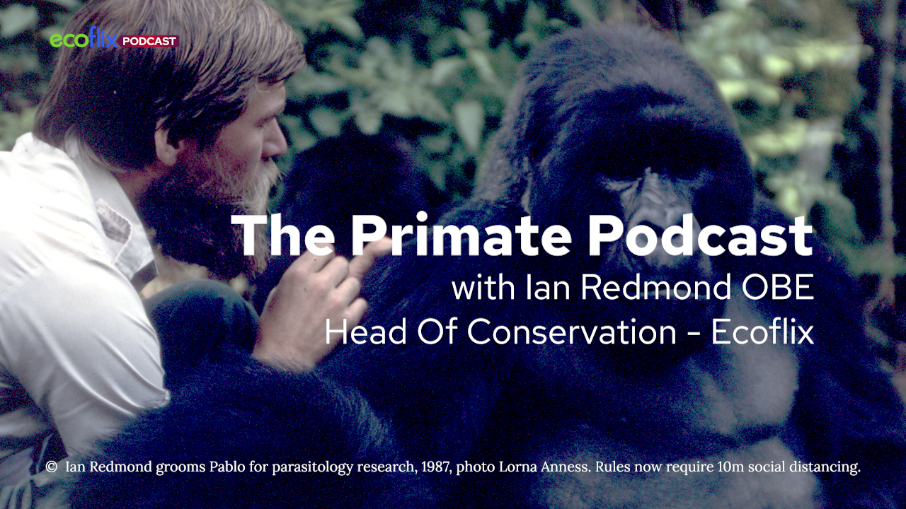 Ecoflix- Ian Redmond introduces The Primate Podcast 
