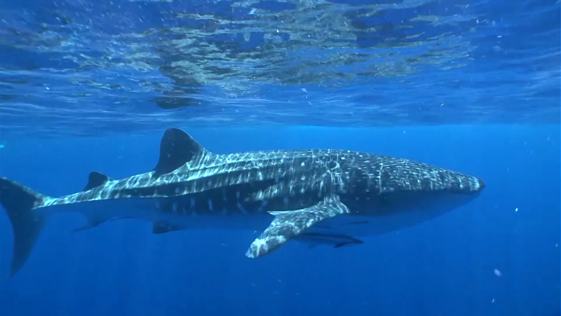 Ningaloo Shark Bay - Frazer McGregor