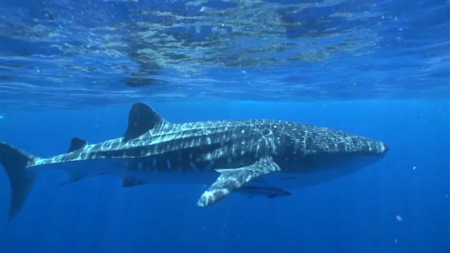 Ningaloo Shark Bay - Frazer McGregor