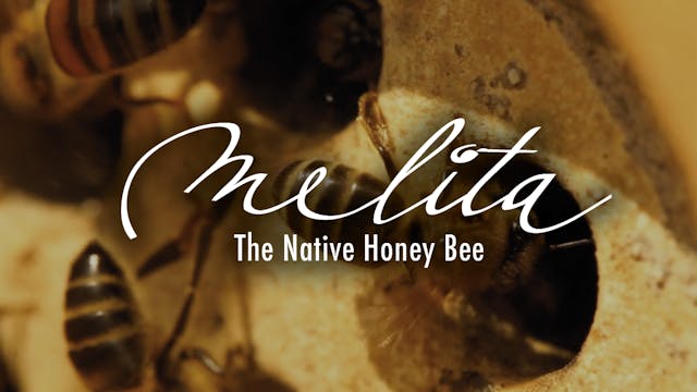 Melita - The Native Honey Bee