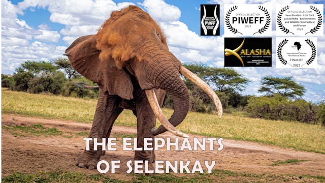 The Elephants Of Selenkay