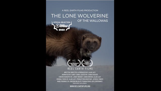 The Lone Wolverine Teaser WCFF2023