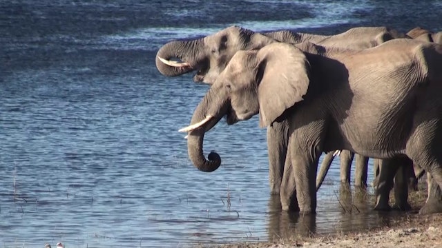 Elephants at the waterhole, part 2