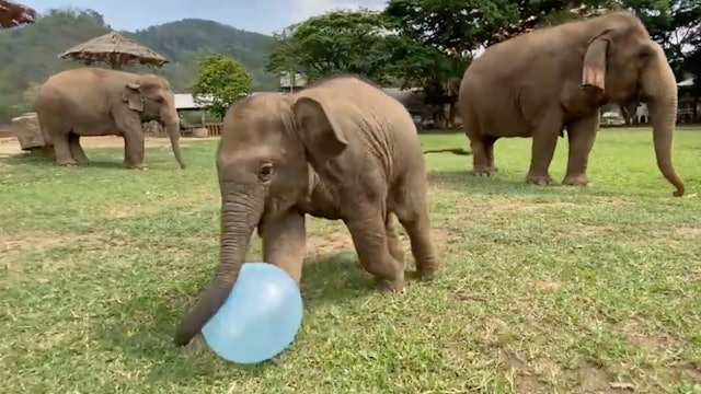 Baby Elephant plays with balloon