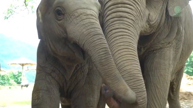 Elephant Families Become Friends