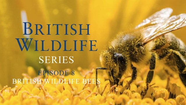British Wildlife Series -Episode 8- British Wildlife Bees
