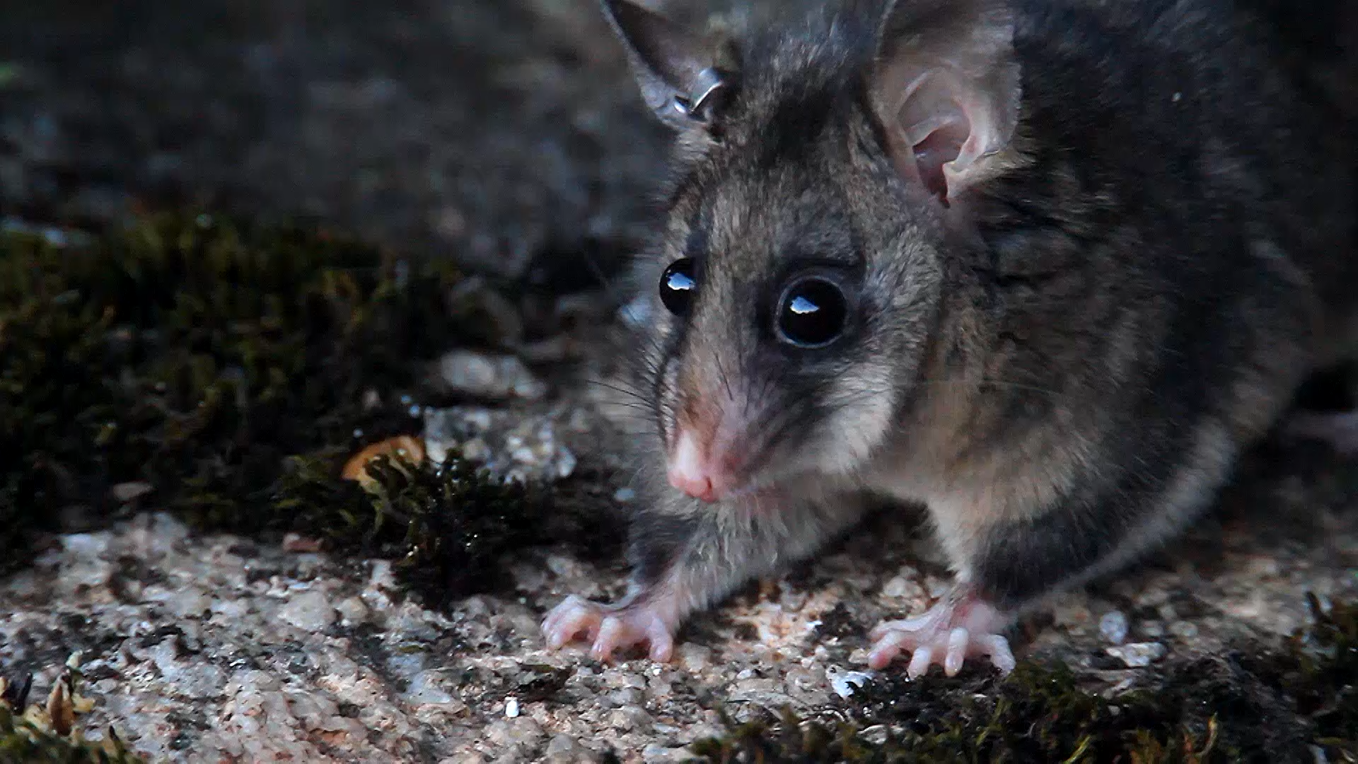 Australian Alps - Linda Broome