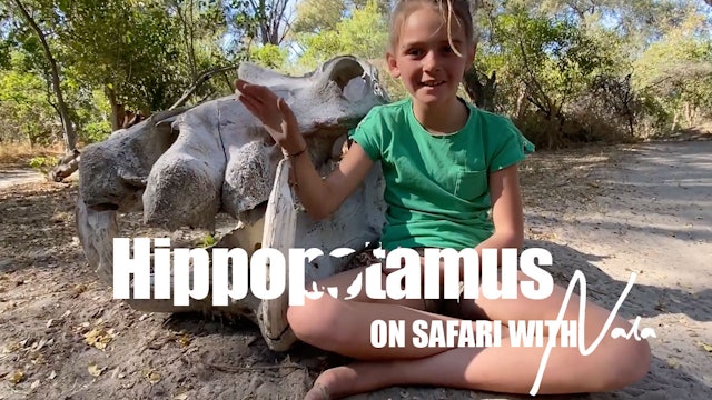 On Safari with Nala - Hippos
