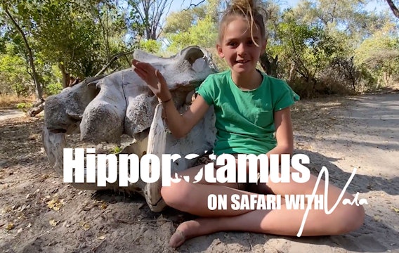 On Safari with Nala - Hippos