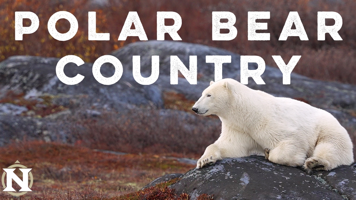 Polar Bear Country