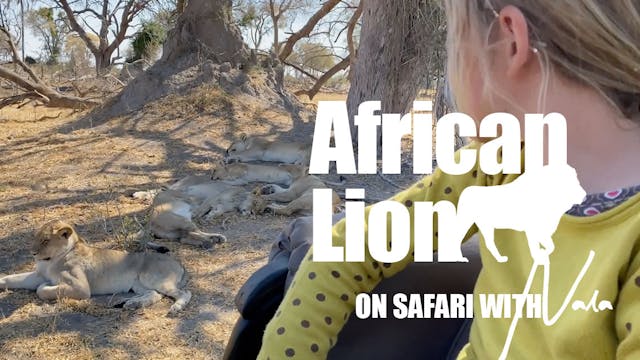 On Safari with Nala - African Lion