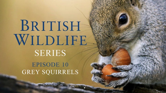 British Wildlife Series -Episode 10- Grey Squirrels